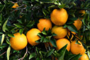 Oranges in the rain