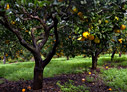 Orange grove