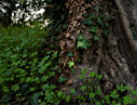 Ivy on an olive tree