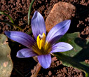 Romulea bulbocodium