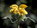 Budding Jerusalem sage
