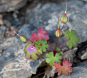 Geranium lucidum