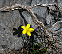 Linum caespitosum