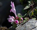 Lamium amplexicaule