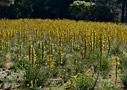 A field of Asphodeline lutea in Anopolis
