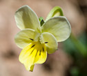 Viola fragrans 