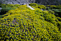 Euphorbia acanthothamnos