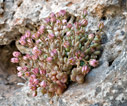 Sedum dasyphyllum