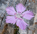 Dianthus fruticosus subsp. creticus