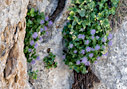 Campanula jacquinii
