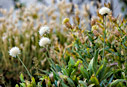 Cephalaria squamiflora