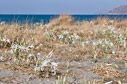 Sea daffodils