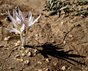 Colchicum cretense
