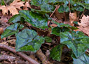 Cyclamen leaves