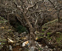 Plane trees in the winter