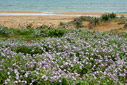On Stalos beach