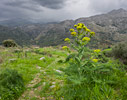 Spring in Polyrinia
