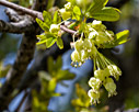 Maple flowers