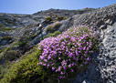 Flowering thyme