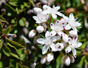 Sedum album