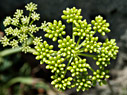 Crithmum maritimum 