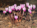 Cyclamen graecum