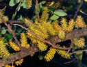Carob flowers