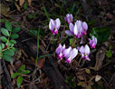 Cyclamen graecum