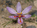 Crocus cartwrightianus 