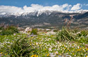 Spring flowers in Anopolis
