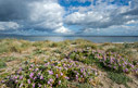 Spring flowers by Maleme beach