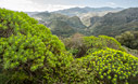 Tree Spurge in Polyrinia