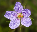 Erodium gruinum