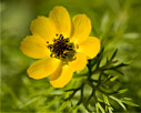 Adonis cretica