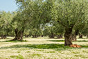 Olive grove 