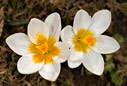 Crocus sieberi 