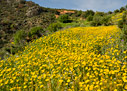 A field of crown daisies