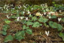 Cretan Cyclamen