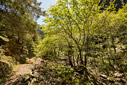 Spring time in the gorge of Agia Irini