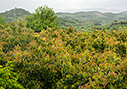 Dull May weather