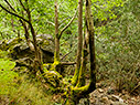 In the gorge of Agia Irini 
