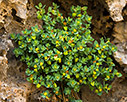 Euphorbia herniariifolia