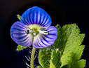 Veronica persica