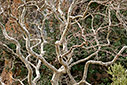 Plane tree in winter