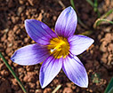 Romulea bulbocodium
