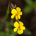 Viola scorpiuroides