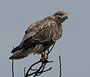 Common Buzzard