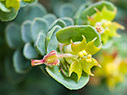 Euphorbia herniariifolia