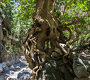 Plane tree in the gorge of Agia Irini