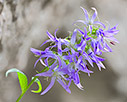 Asyneuma pichleri
